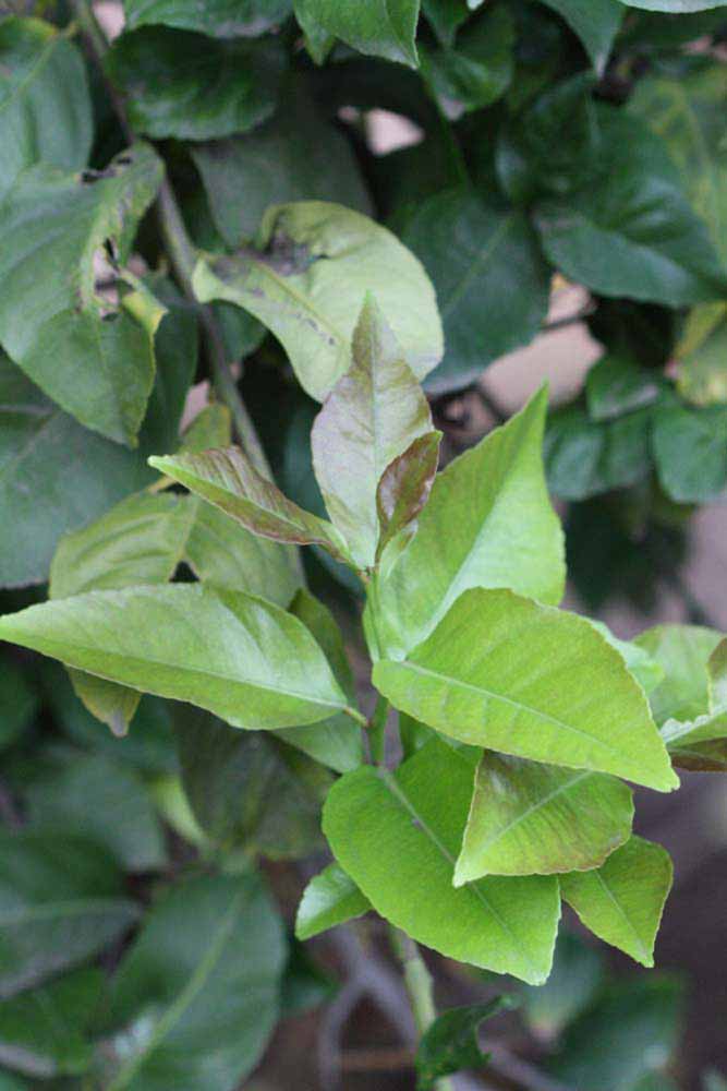               Sun leaves (Cook, Riverside,   CA)   